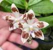 Phal. tetraspis Crown of Thorns